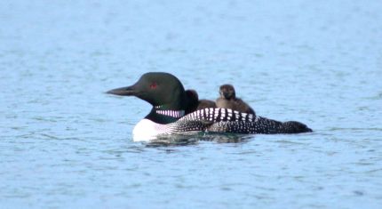 Loon with Chicks